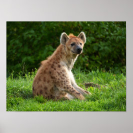 Glatta Hyena Amidst Greenery Poster