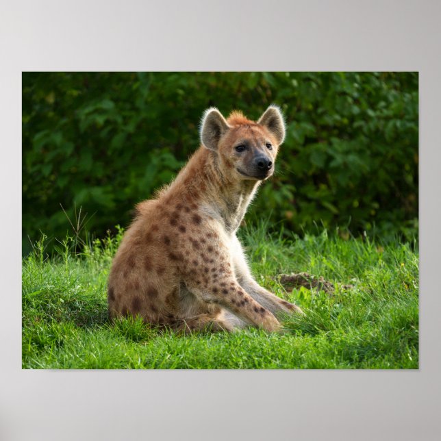 Glatta Hyena Amidst Greenery Poster (Framsidan)