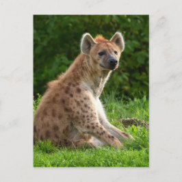 Glatta Hyena Amidst Greenery Vykort