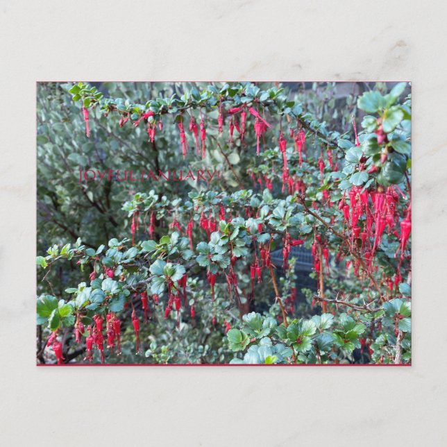 GLATTA JANUARI! VYKORT (Framsida)