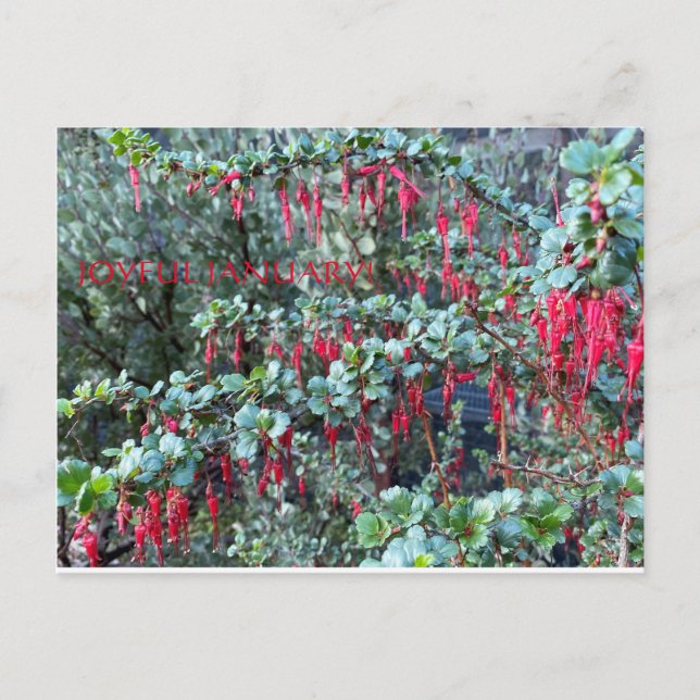 GLATTA JANUARI! VYKORT (Framsida)