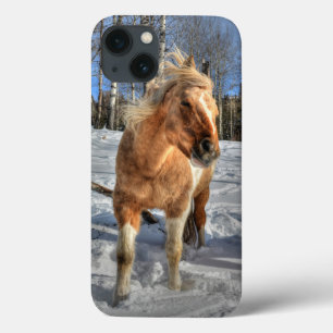 Glatta Palomino Pinto Horse och Snö