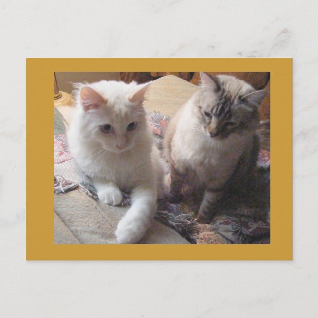 Glatta vänner vykort (Framsida)