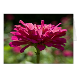 Glatta Zinnia Hälsningskort