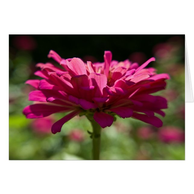 Glatta Zinnia Hälsningskort (Framsidan Horizontal)