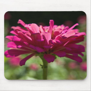 Glatta Zinnia Musmatta