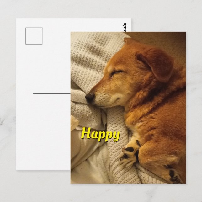 Glattande hund vykort (Fram/baksida)