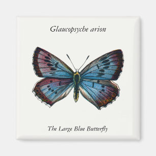 Glaucopsyche arion - Large Blue Butterfly Magnet