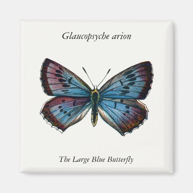 Glaucopsyche arion - Large Blue Butterfly Magnet (Framsidan)