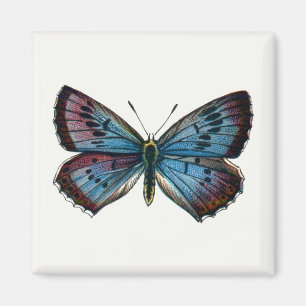 Glaucopsyche arion - Large Blue Butterfly Magnet