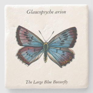 Glaucopsyche arion - Large Blue Butterfly Stenunderlägg