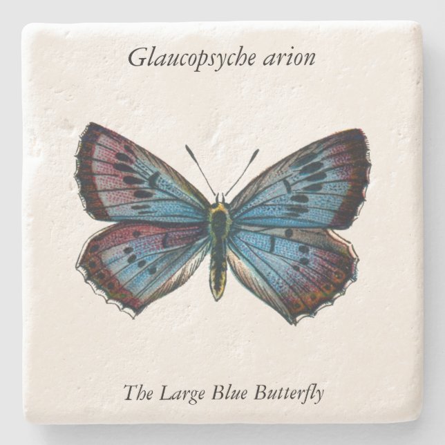 Glaucopsyche arion - Large Blue Butterfly Stenunderlägg (Framsidan)