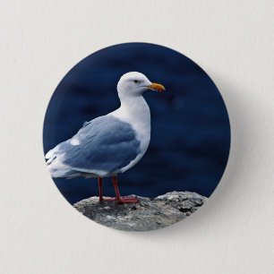 Glaucous fiskmås knapp