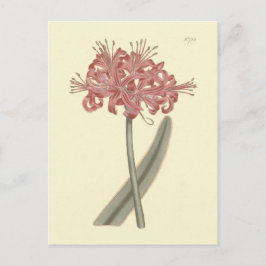 Glaucous Leaved Amaryllis Botanical Illustration Vykort