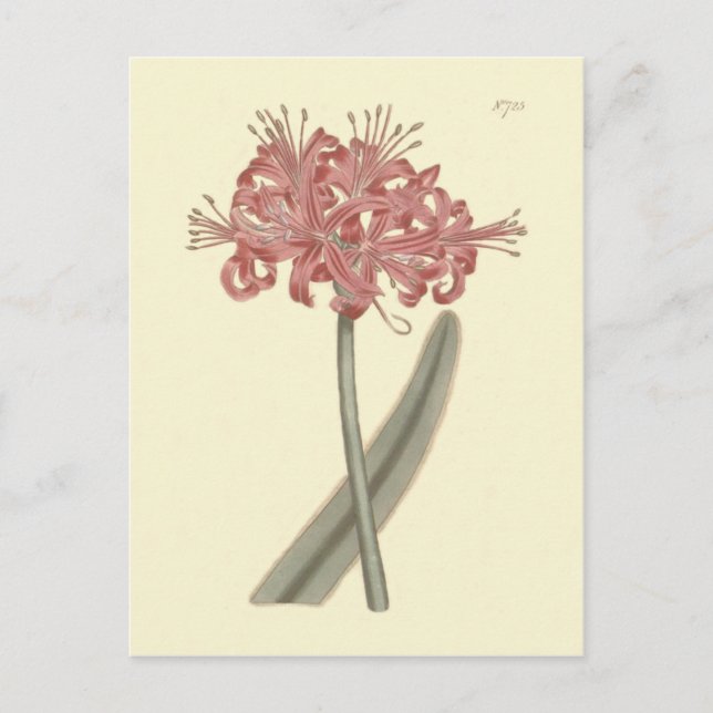 Glaucous Leaved Amaryllis Botanical Illustration Vykort (Framsida)