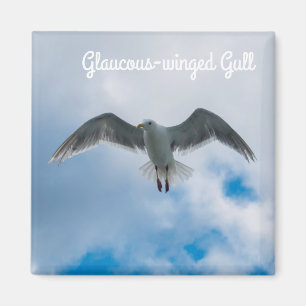 Glaucous-påskyndad fiskmås magnet