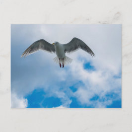 Glaucous-winged Gull Vykort