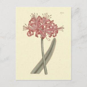 Glaucousbladig Amaryllis Botanisk Illustration Vykort