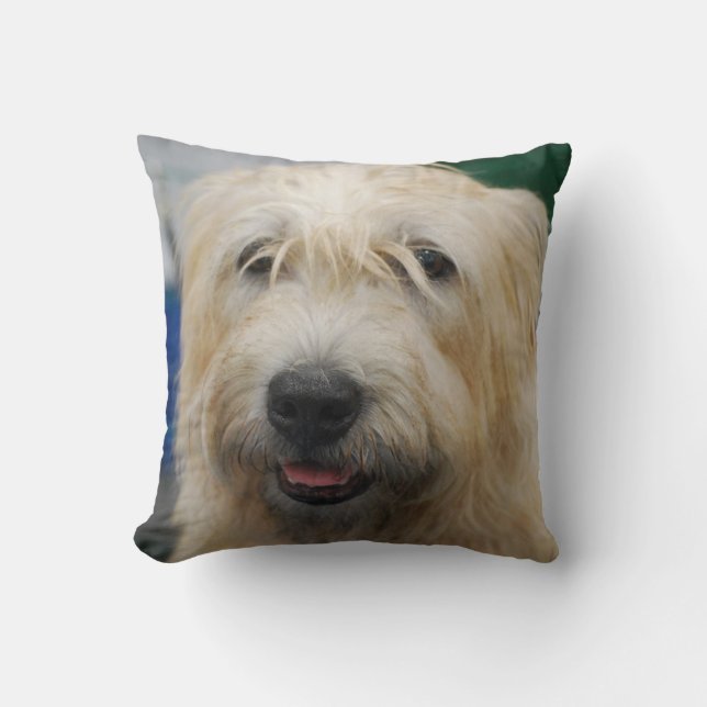 glen-of-imaal-terrier-7.jpg kudde (Framsida)