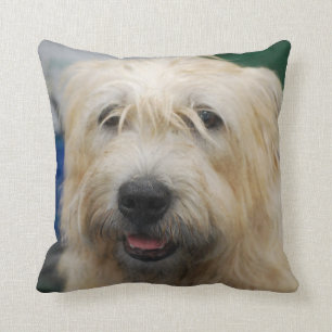 glen-of-imaal-terrier-7.jpg kudde