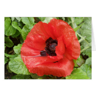 Glenveigh nationalpark, N.I. Hälsningskort