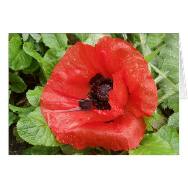 Glenveigh nationalpark, N.I. Hälsningskort (Framsidan Horizontal)