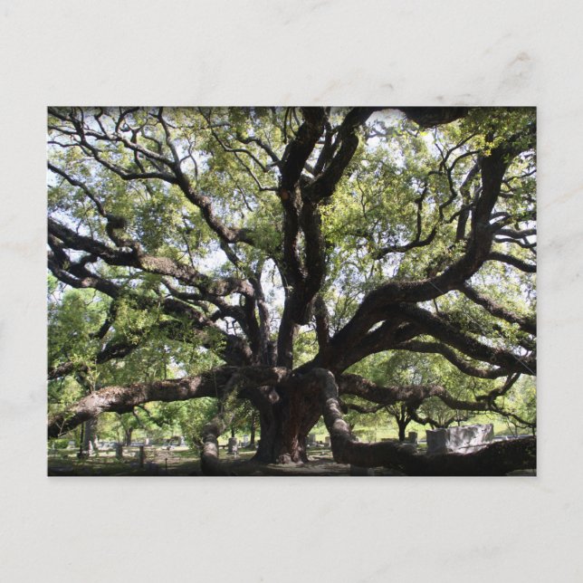 Glenwood live ek vykort (Framsida)