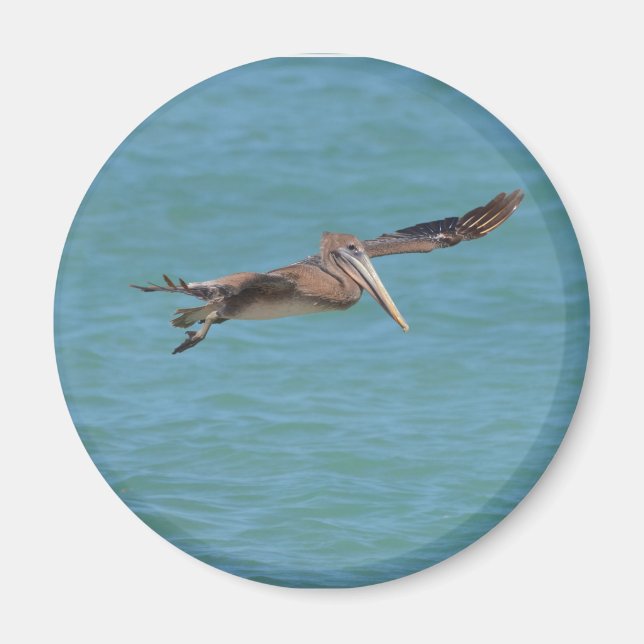 Gliding Pelican Magnet (Framsidan)