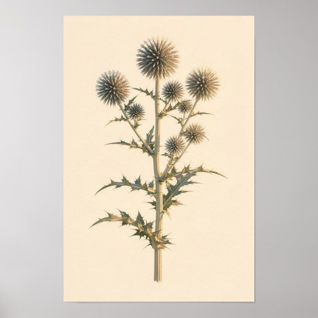 Glob Tistel Botanisk Studie | 12 × 18 Affisch (Framsidan)
