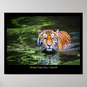 Global tigerdag, TIGER-fotot Poster