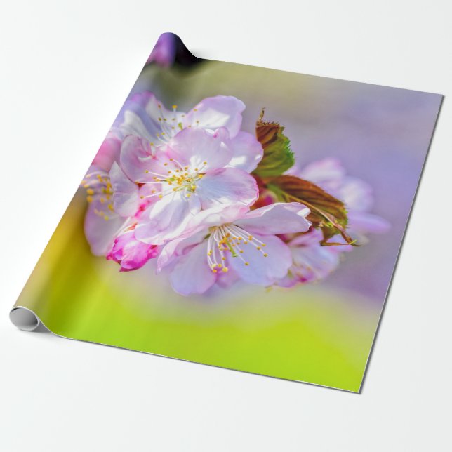 Globalkluster av Fantastisk Rosa Sakura Flowers Presentpapper (Utrullad)