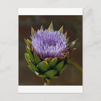 Globe Artichoke, Cynara Cardunculus, i blomman. Vykort