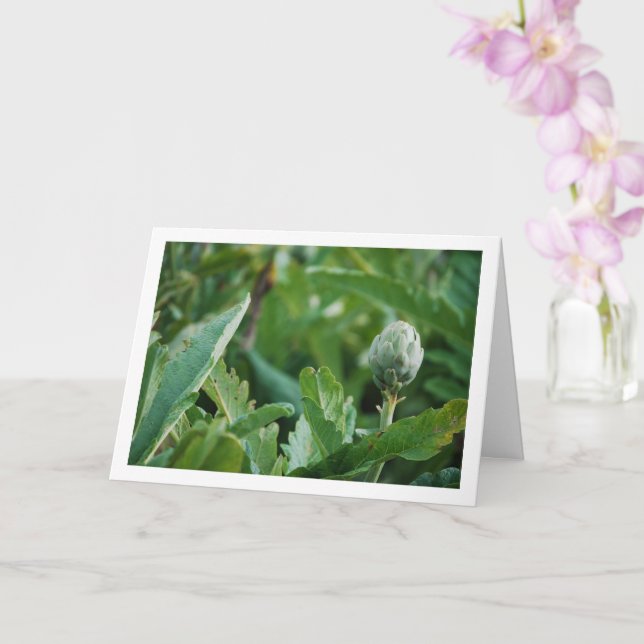 Globe Artichoke Thistle Plant Kort (Orkide)