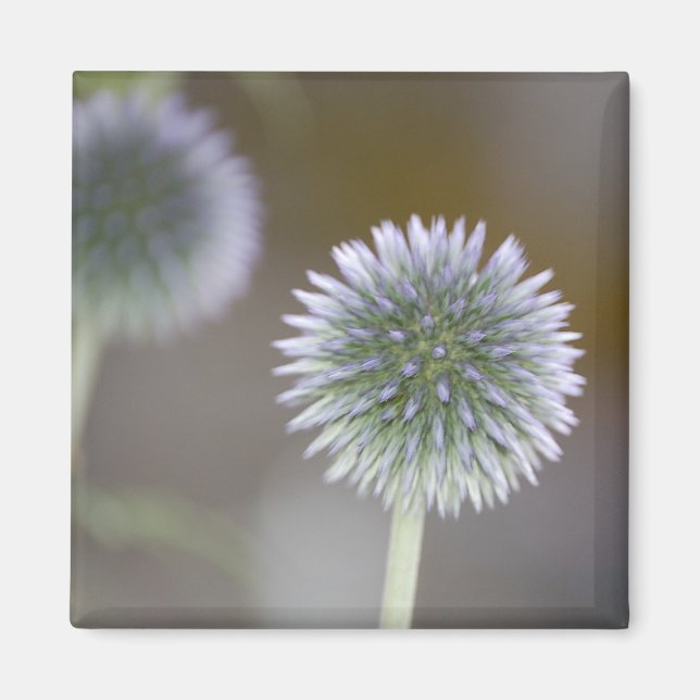 Globe Thistle Magnet (Framsidan)