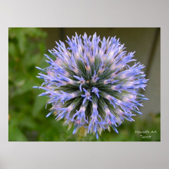 Globe Thistle Poster (Framsidan)
