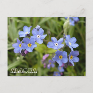 Glödme-nots, Alaska State Flower Vykort