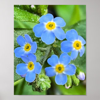 Glöm att Poster inte blomma