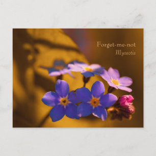 Glöm-jag-inte i solnedgången CC0122 Wildblomma Vykort