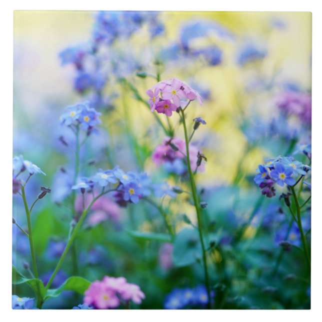 Glöm-Me-Not Flowers Kakelplatta (Framsidan)