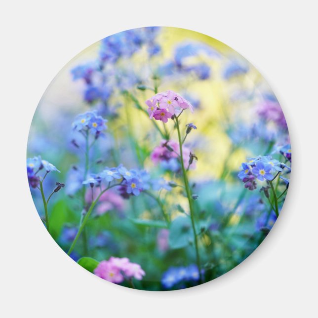 Glöm-Me-Not Flowers Magnet (Framsidan)