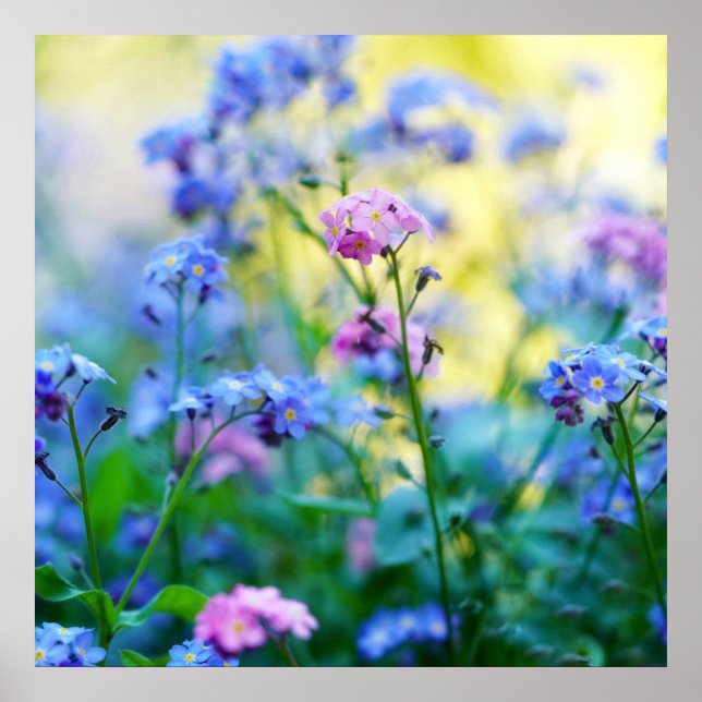 Glöm-Me-Not Flowers Poster (Framsidan)