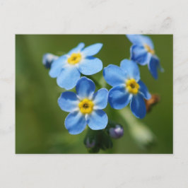 Glöm-me-nots-blommor Vykort