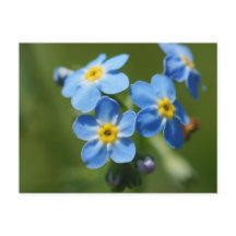 Glöm-me-nots-blommor