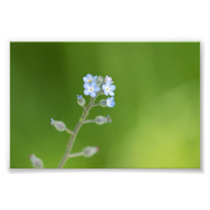 Glöm mig-inte Blommor Fototryck