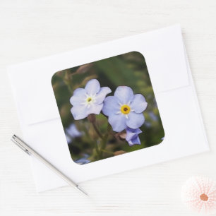 Glöm mig inte blommor fyrkantigt klistermärke