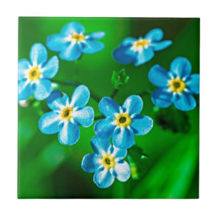 Glöm mig-inte blommor kakelplatta