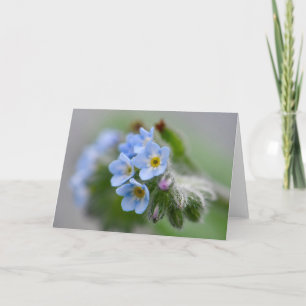 Glöm mig inte Blommor Kort