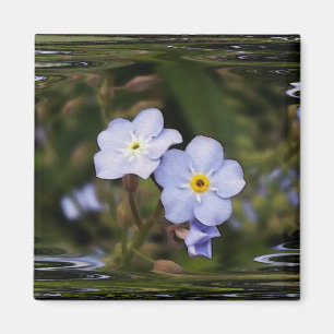 Glöm mig inte blommor magnet