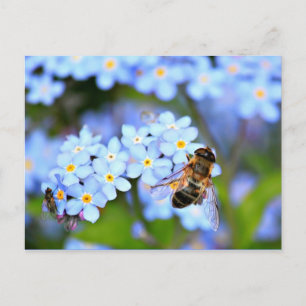 Glöm mig-Inte blommor med överfluga Vykort
