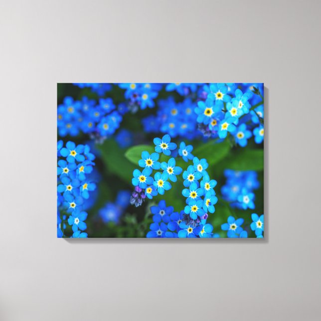 Glöm mig-inte Blommor Wrapped Canvas Art (Framsida)